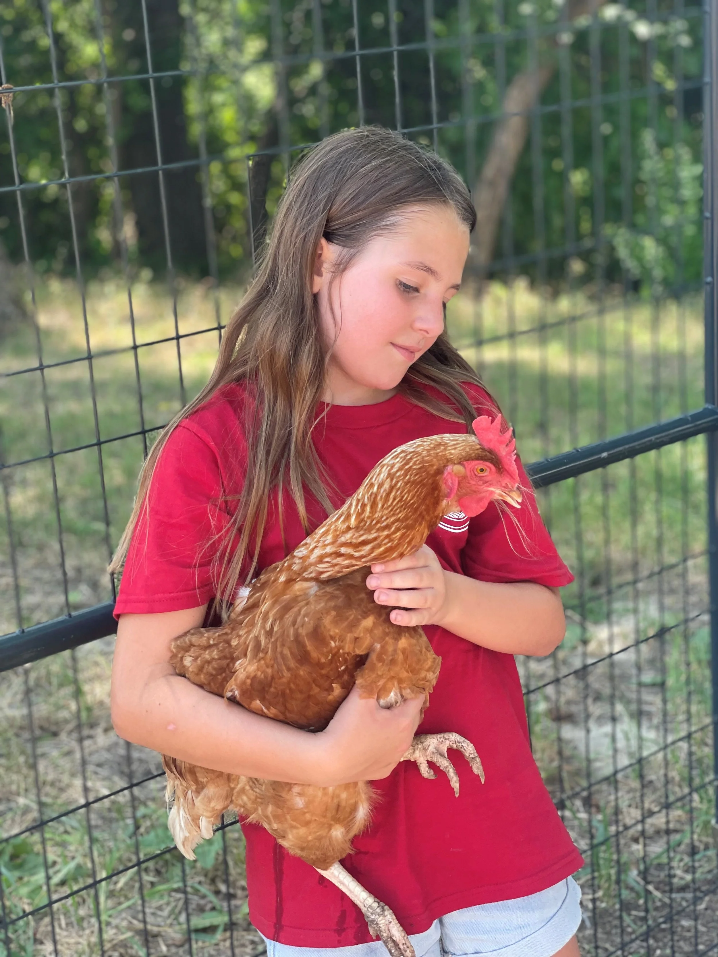 Chicken 1.jpg