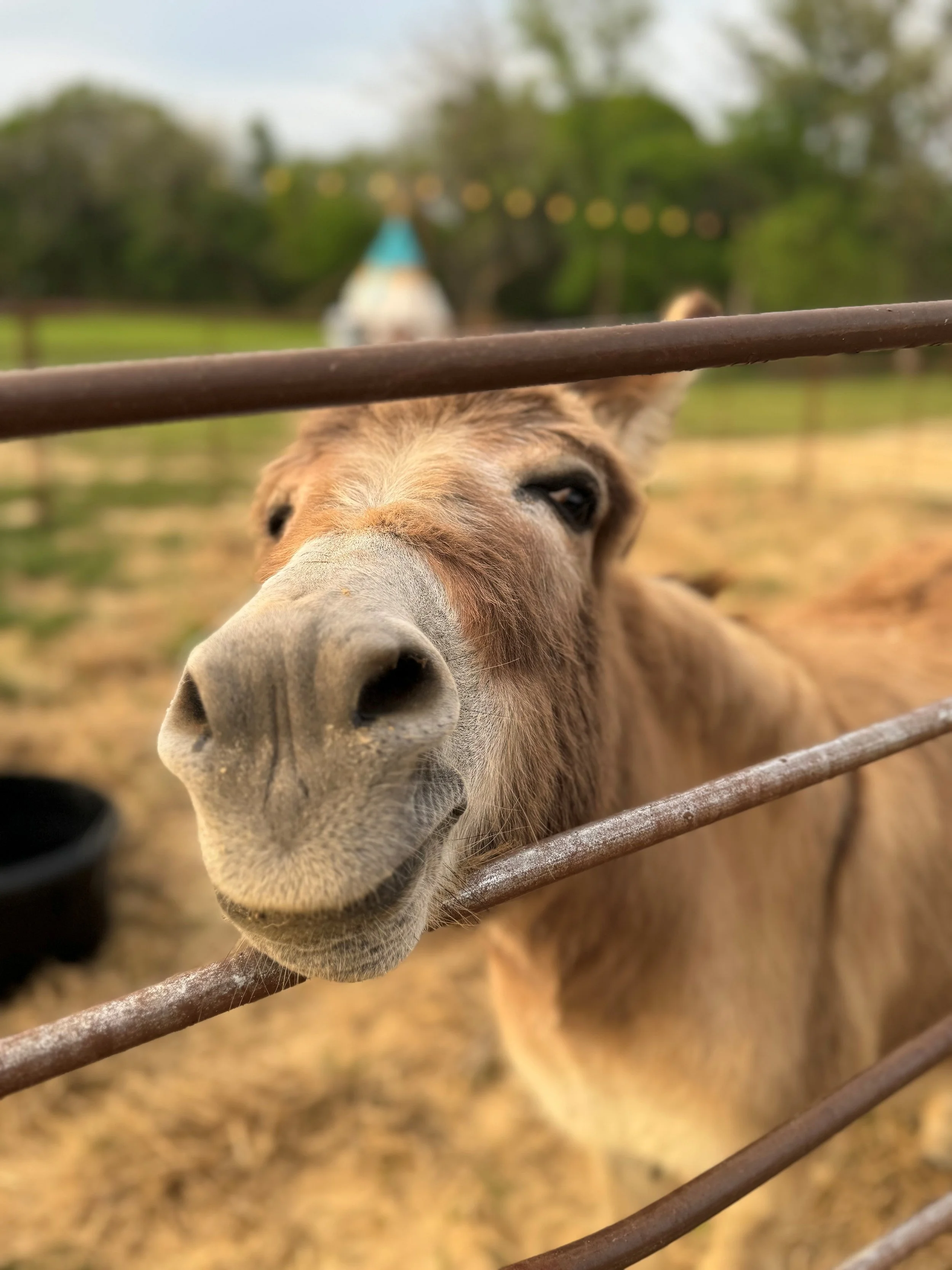 donkey.jpg
