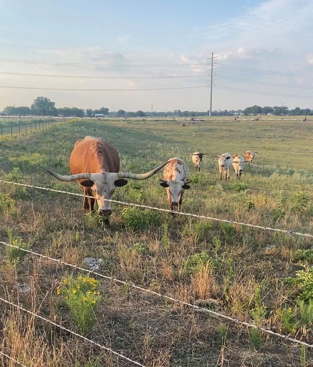 A visitor hand-feeding a longhorn from the hayride