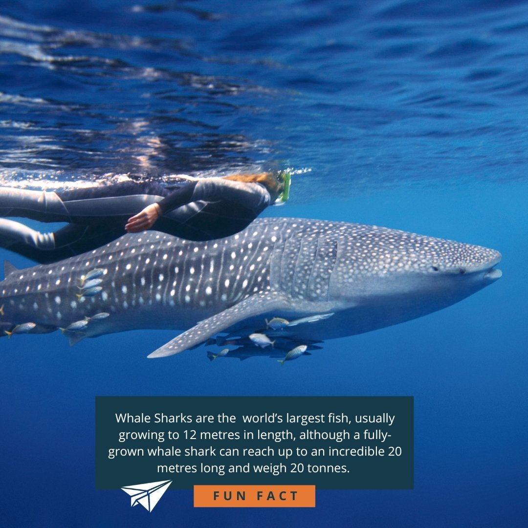 Discover a colourful universe of coral gardens and ocean life beneath the crystal-clear waters of World Heritage-listed Ningaloo Reef (Nyinggulu). Dive, snorkel or swim Australia&rsquo;s largest fringing reef as whale sharks, humpback whales and mant