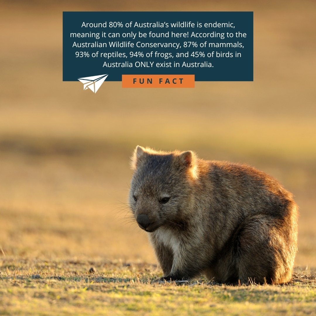 Wombats are endemic to Australia and are actually surprisingly fast! They can run as fast as a human!

While wombats look like short, stocky bears, they are actually marsupials, related to koalas and kangaroos. Unlike other marsupials, their pouch is