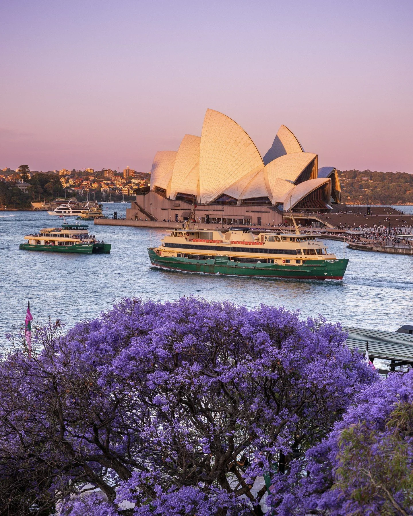 As the day fades, the Sydney Opera House glows warmly against a sky of pinks and purples, while vibrant jacaranda blooms add a splash of colour in the foreground. Ferries glide across the sparkling harbour, completing this perfect moment in a city al