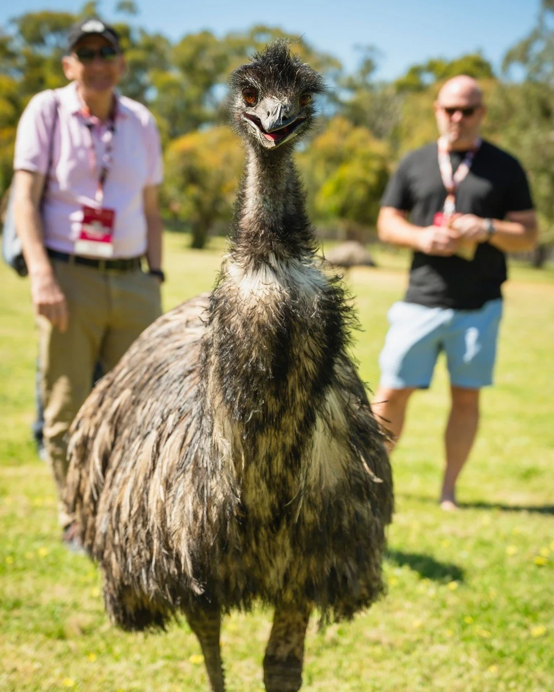 Tall, curious, and unmistakably Australian - emus are a reminder that the heart of this land is full of surprises!

Watching them stride across open plains, you feel the rhythm of a landscape that has been here long before us. It&rsquo;s moments like