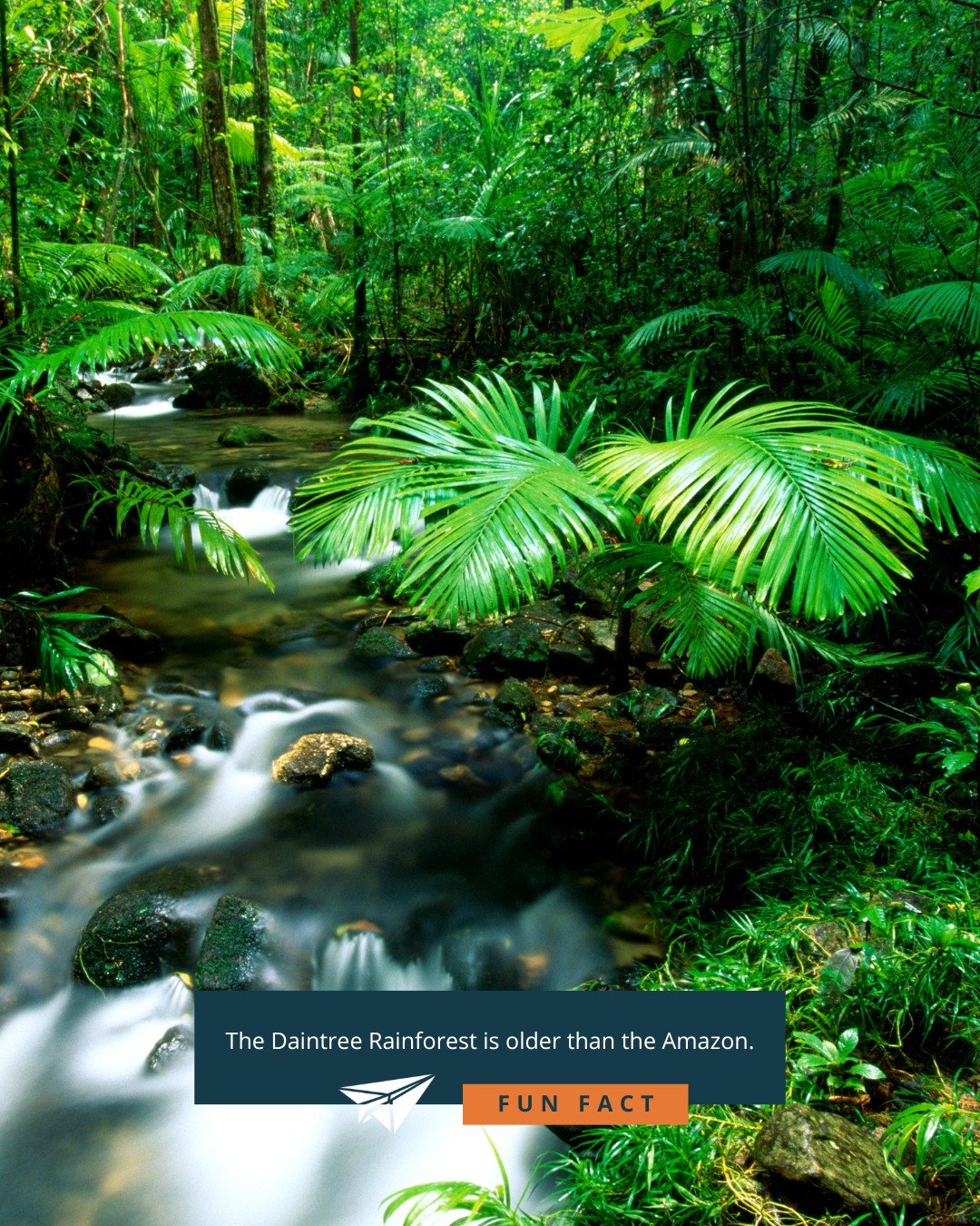 The Daintree Rainforest in Queensland, Australia, is widely recognised as the world's oldest tropical rainforest, estimated to be around 180 million years old, making it significantly older than the Amazon and a continuous living relic of ancient eco