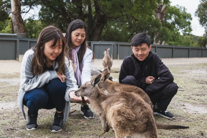 Tourists visiting an animal sanctuary in Australia, Tasmania, interacting with a kangaroo at the zoo, gently petting and observing the animal in a natural outdoor setting.