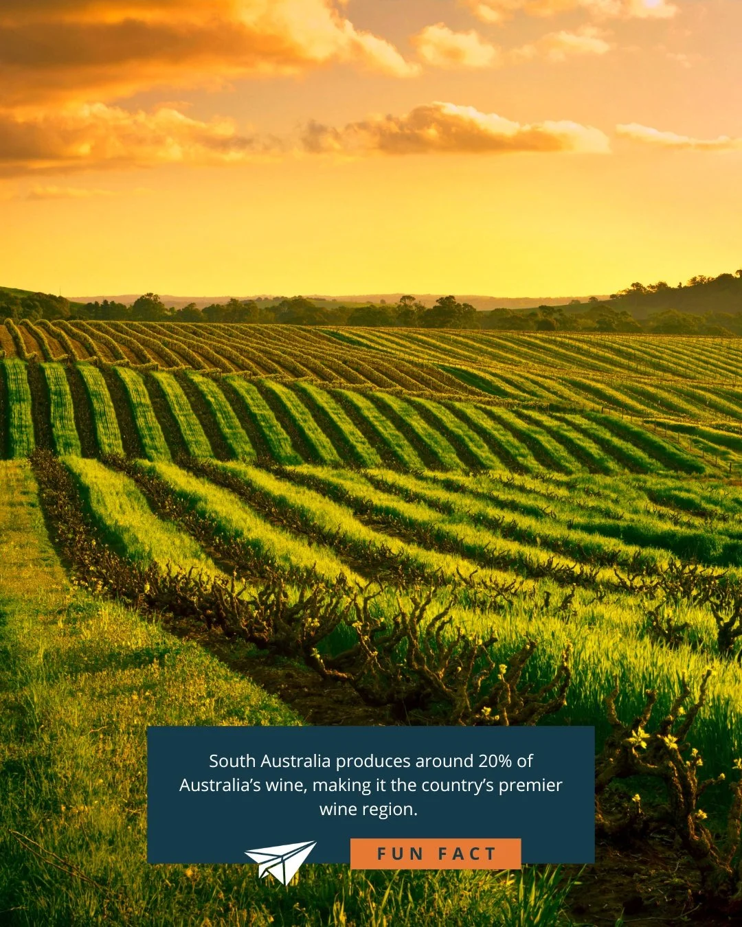 South Australia produces around 20% of Australia&rsquo;s wine, making it the country&rsquo;s premier wine region. The Barossa Valley alone is famous worldwide for its Shiraz, while regions like McLaren Vale and Clare Valley are celebrated for bold re