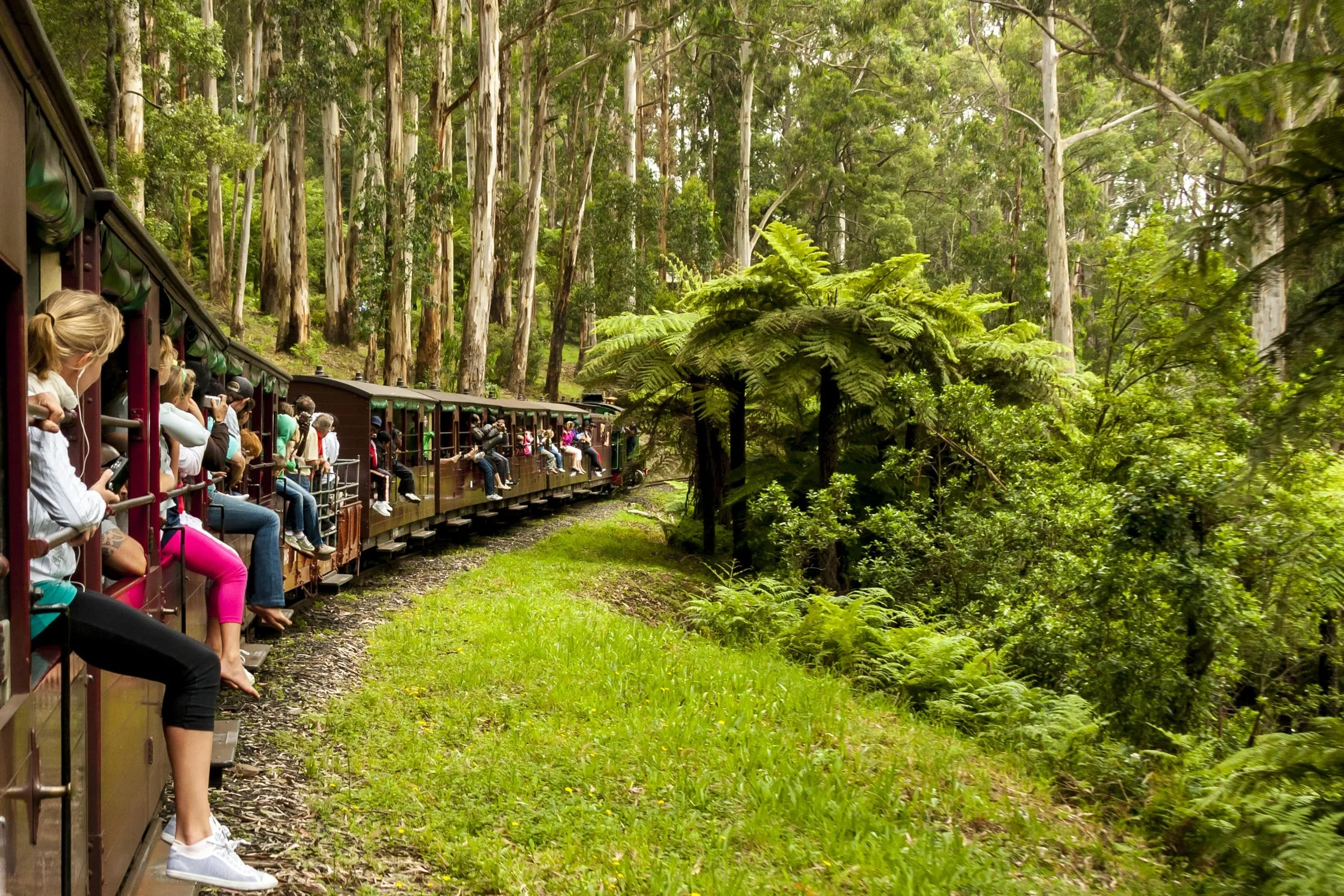 Puffing Billy, a historic narrow-gauge steam railway in the Dandenong Ranges near Melbourne, Australia, with passengers enjoying a private, scenic ride through the countryside.