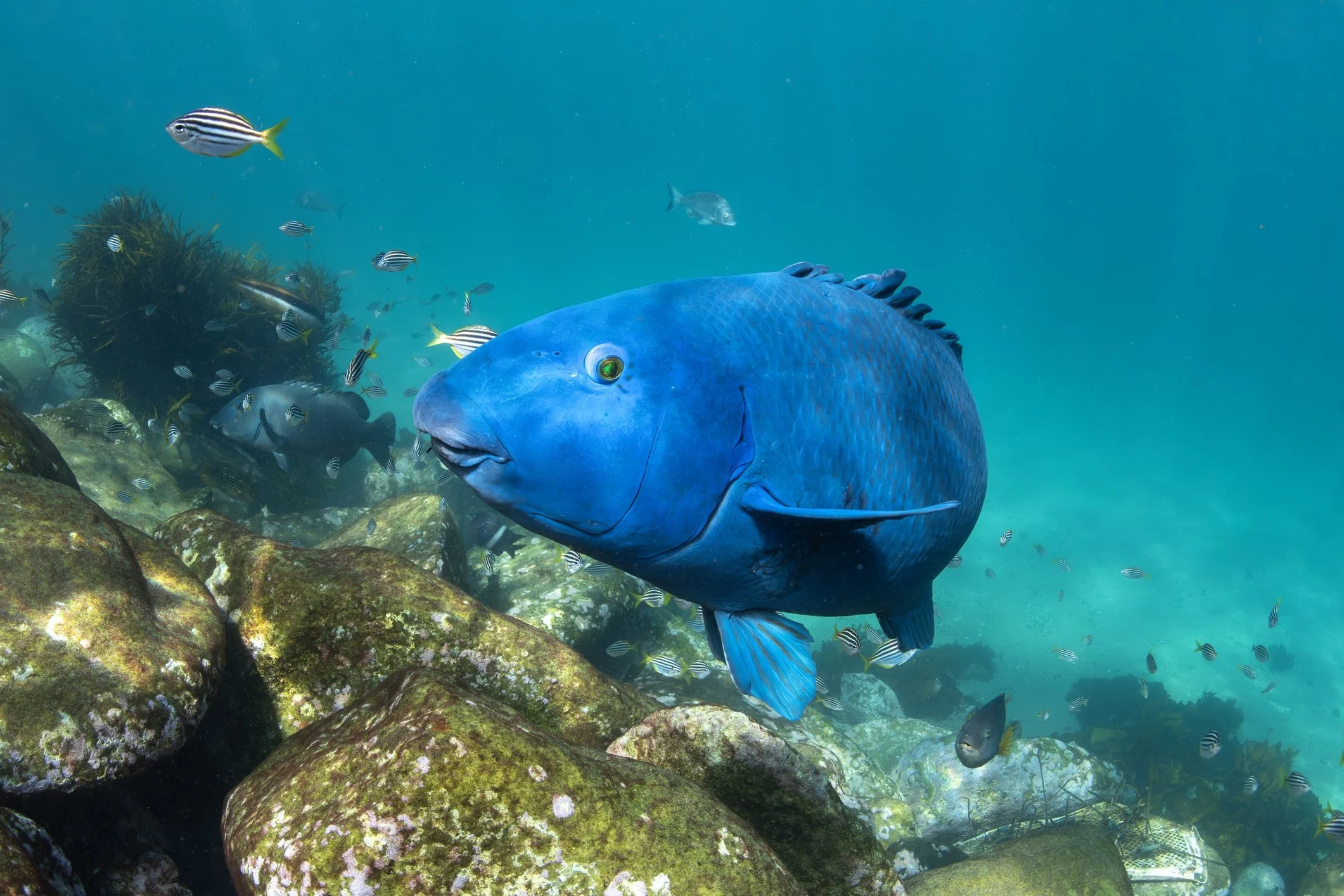 Blue Groper in the crystal-clear water, Sydney, Australia.