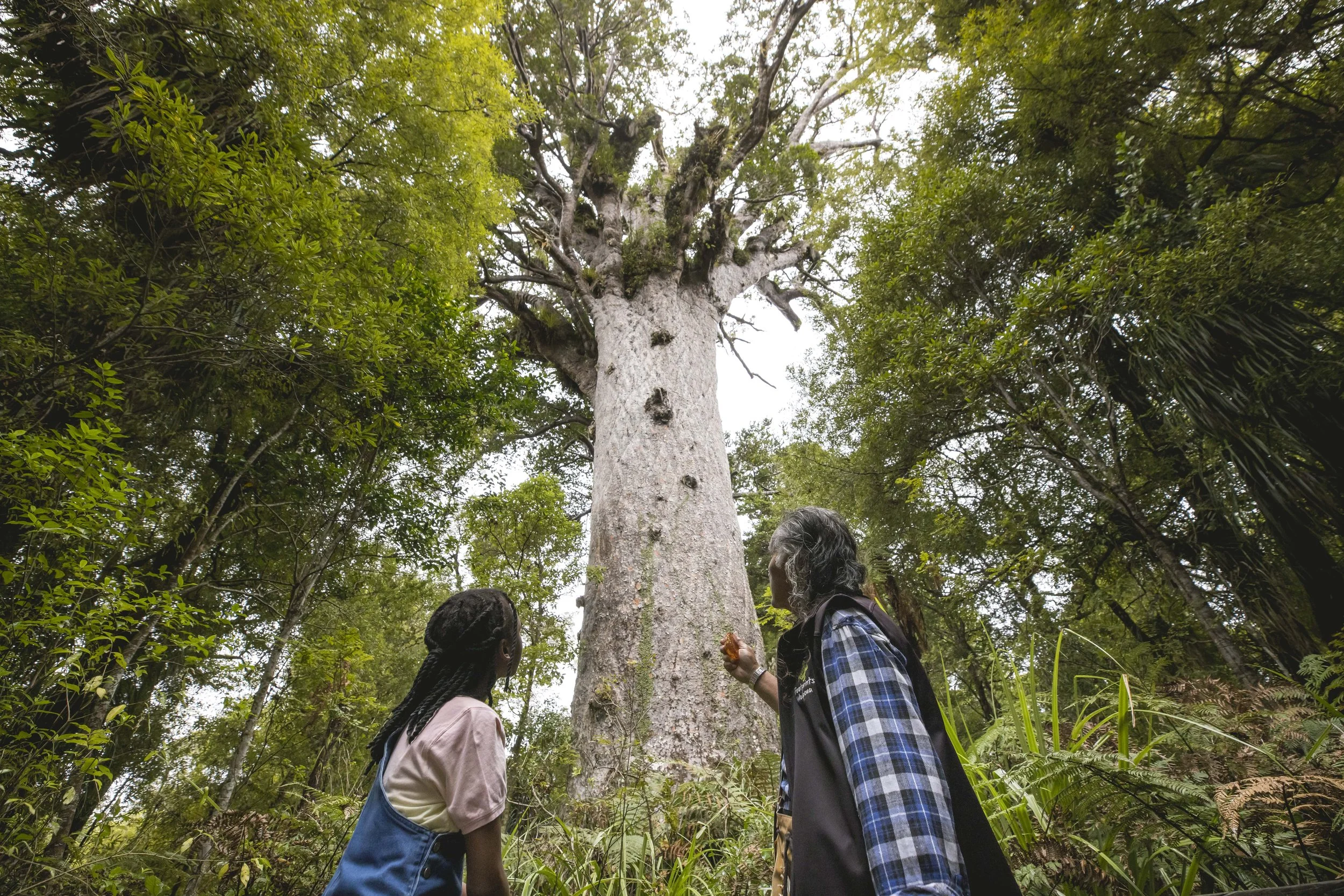 234746-waipoua-forest-northland-min.jpg