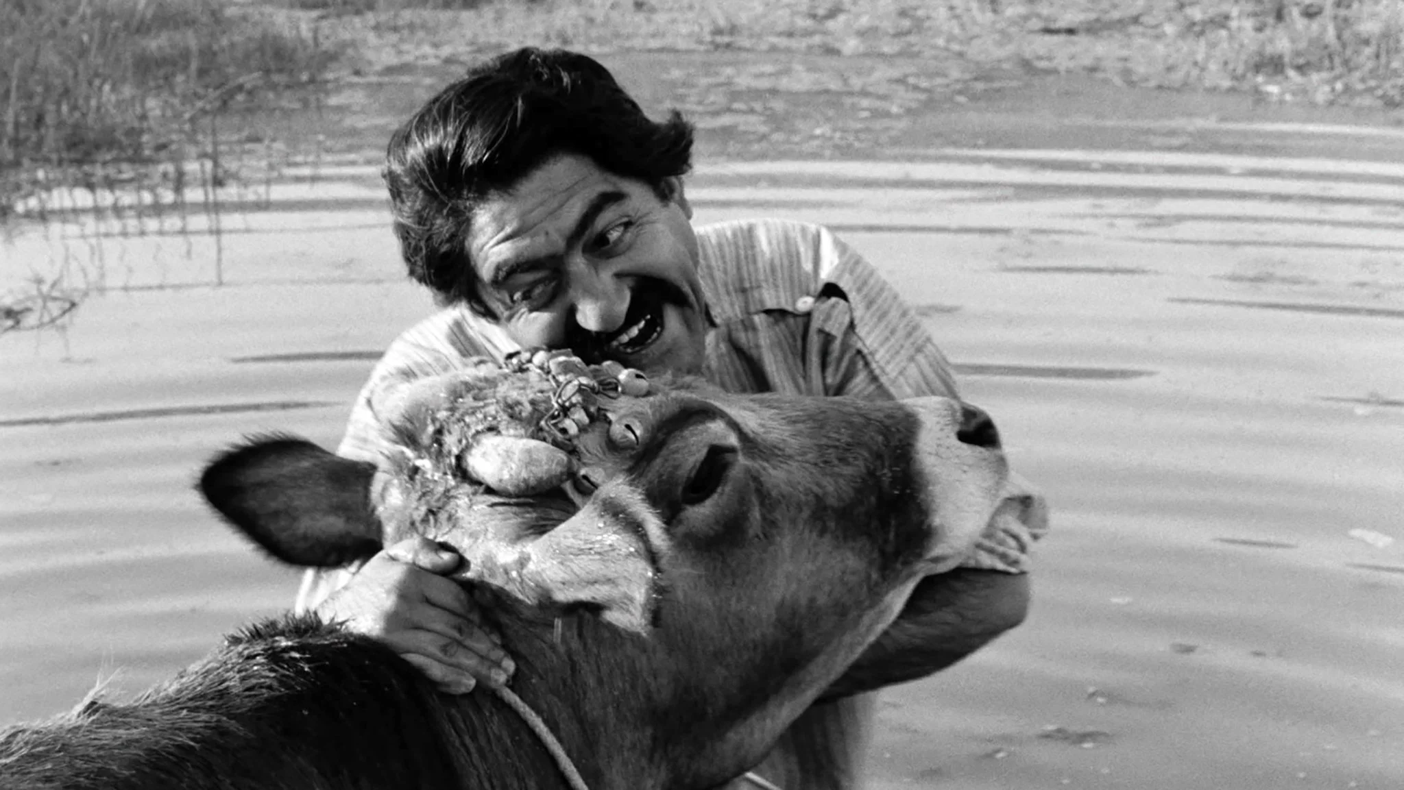 Two By: The Cow