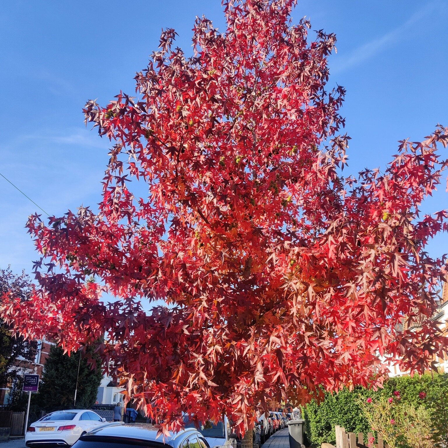 Autumn colour has arrived!🍂🍁🍒🥳

Our residential street trees, school and communities blossom trees are starting to transform into tones of red, orange and yellow, and many are laden with fruit!

Our volunteers share some photos of their favourite