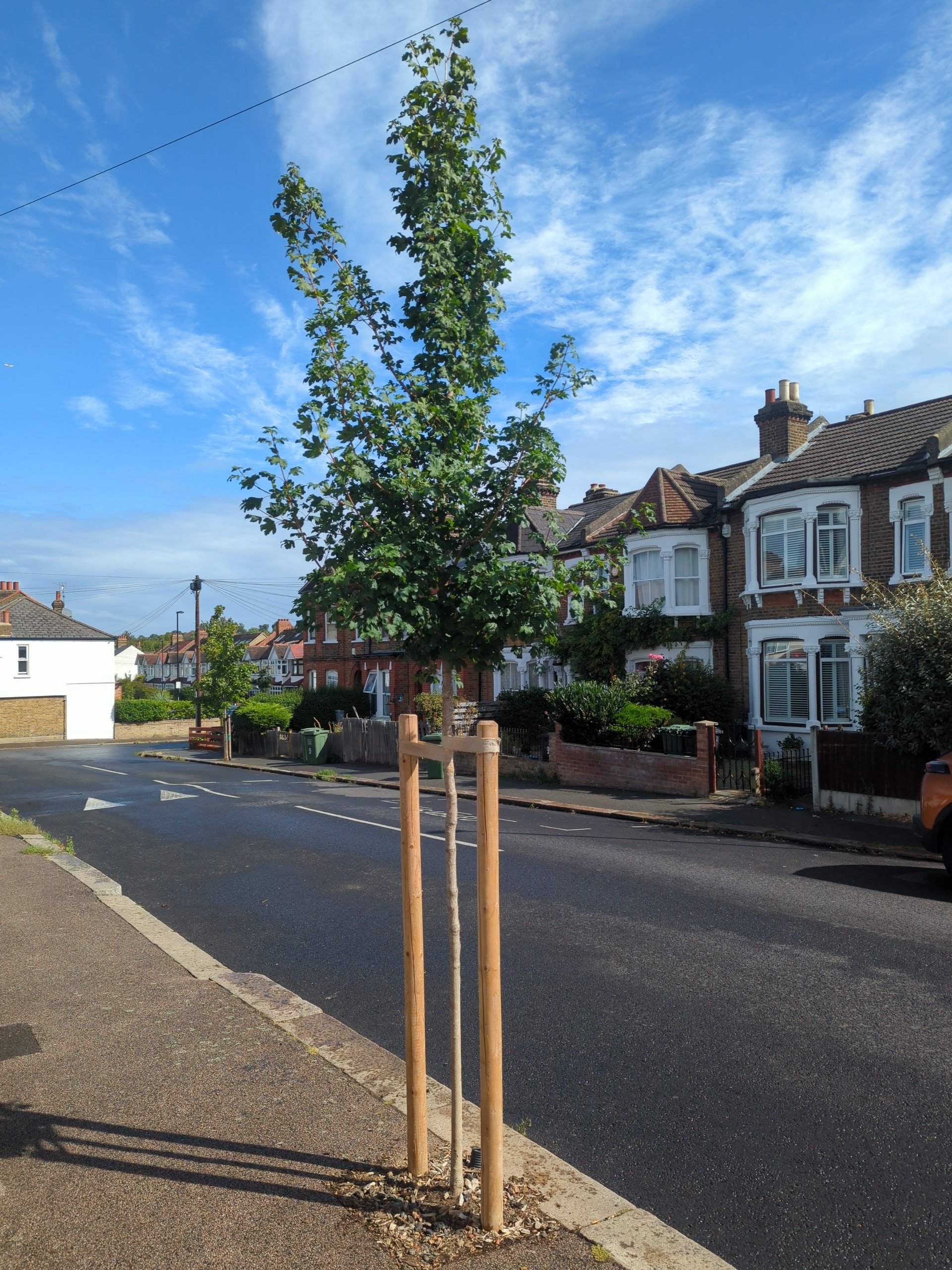 6 months after planting