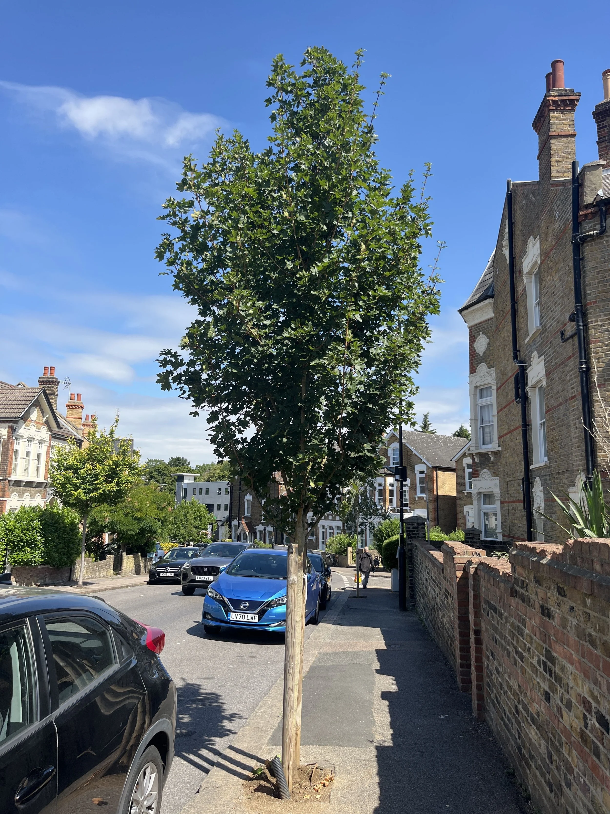 6 months after planting