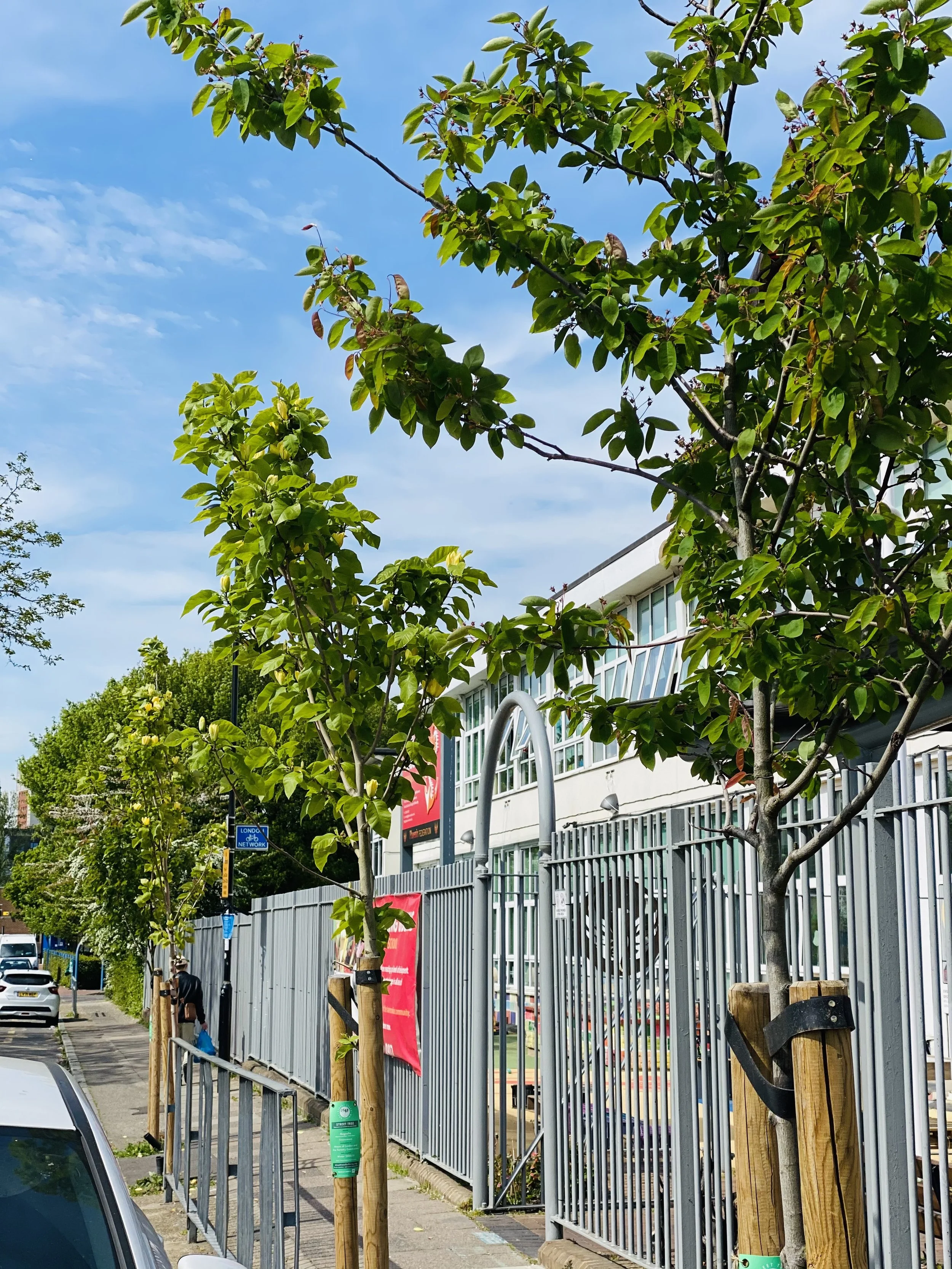 Magnolia, Grinling Gibbons Primary, the NT.jpg