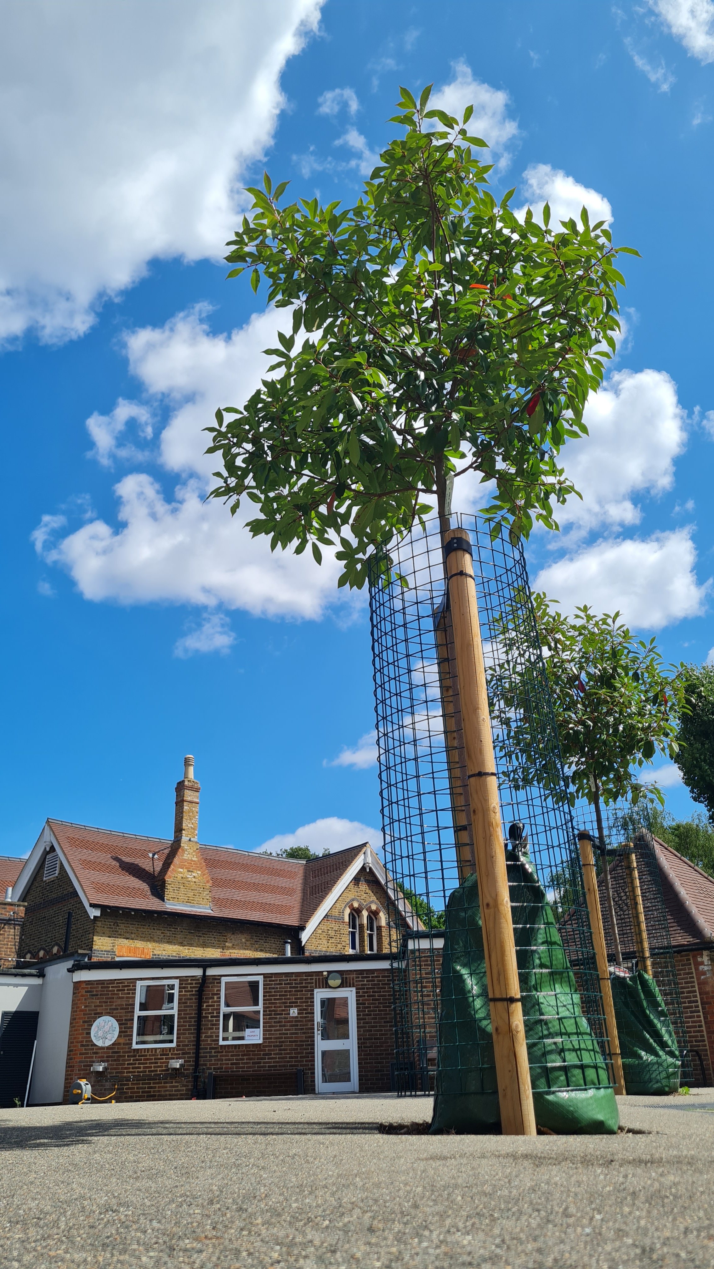 School Tree - Nice Sky.jpg