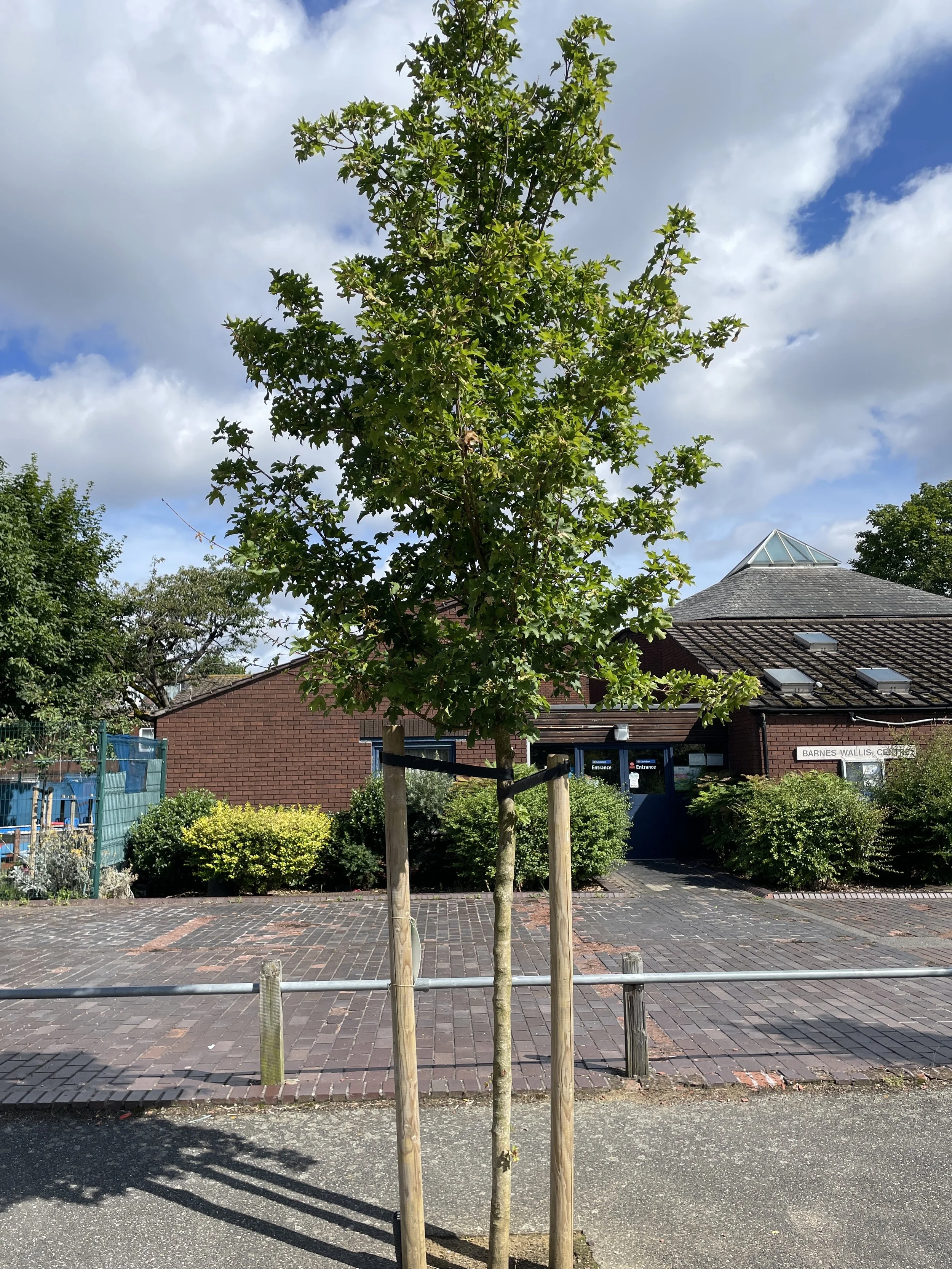 6 months after planting