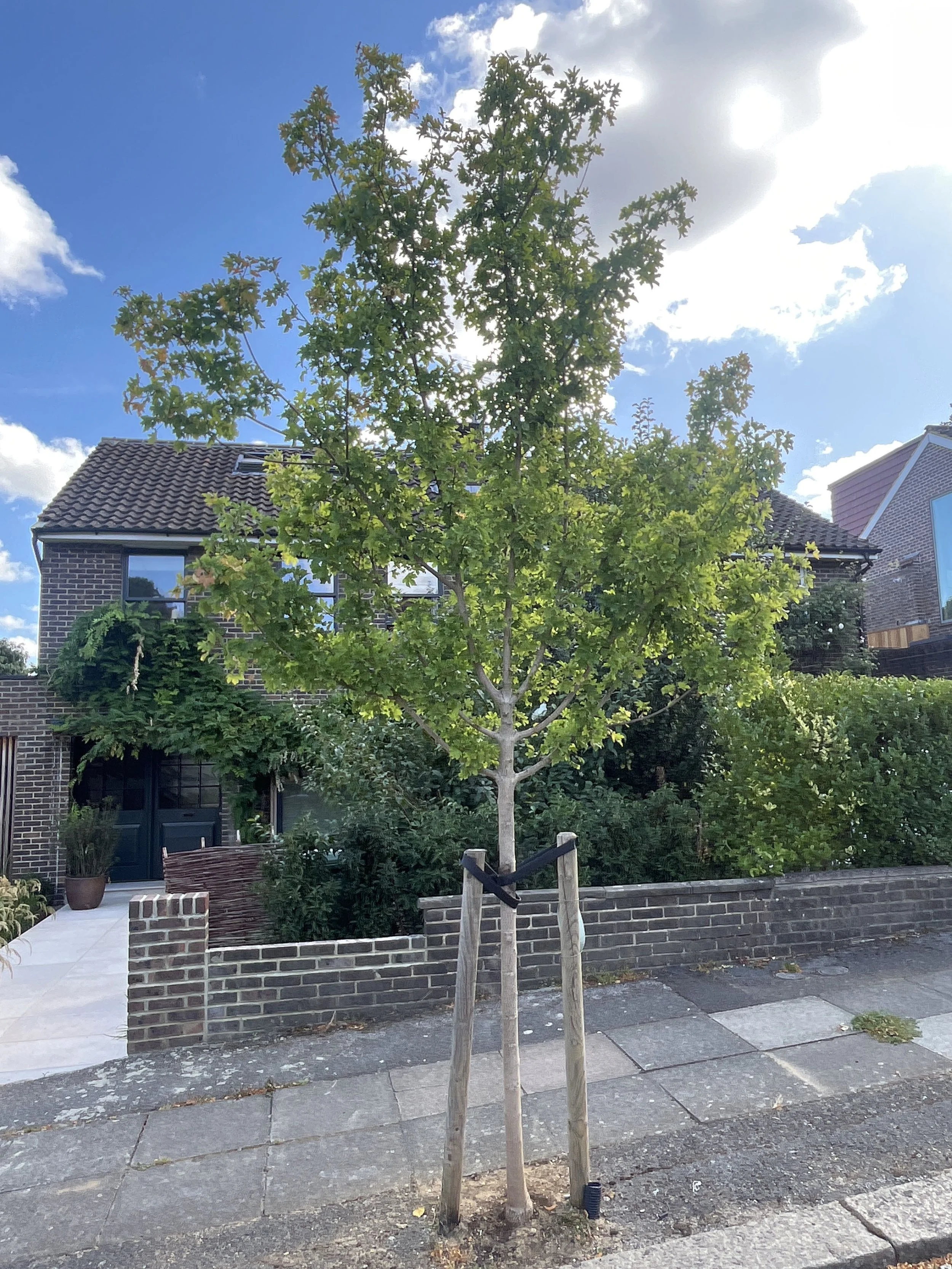 6 months after planting