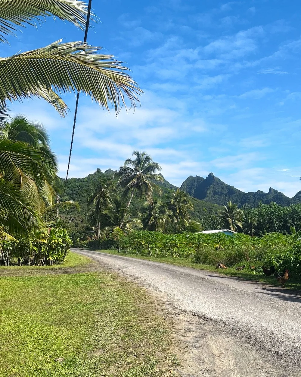 Rarotonga 5.JPEG
