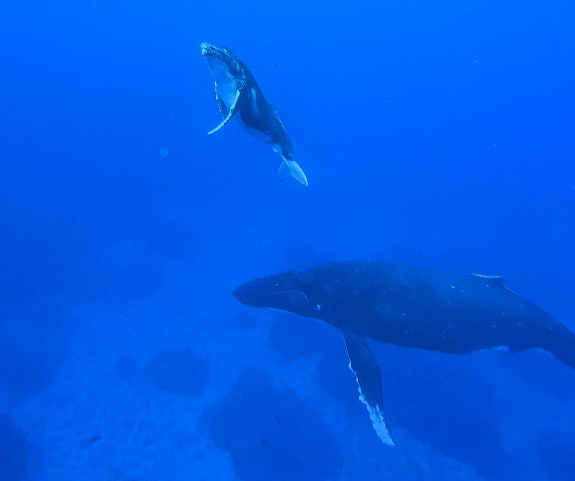 Aitutaki Swimming with Whales 1.JPEG