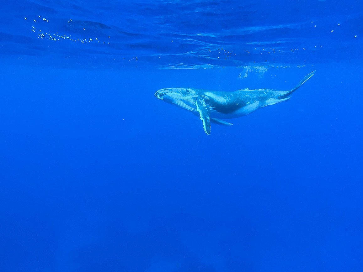 Aitutaki Swimming with Whales 2.JPEG