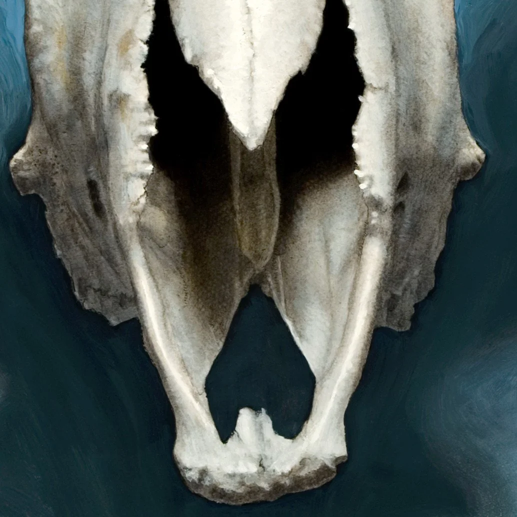 Rebirth - skull.jpg