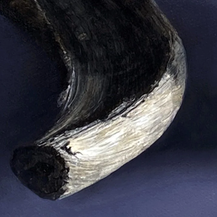 Transcendance - horn.jpg