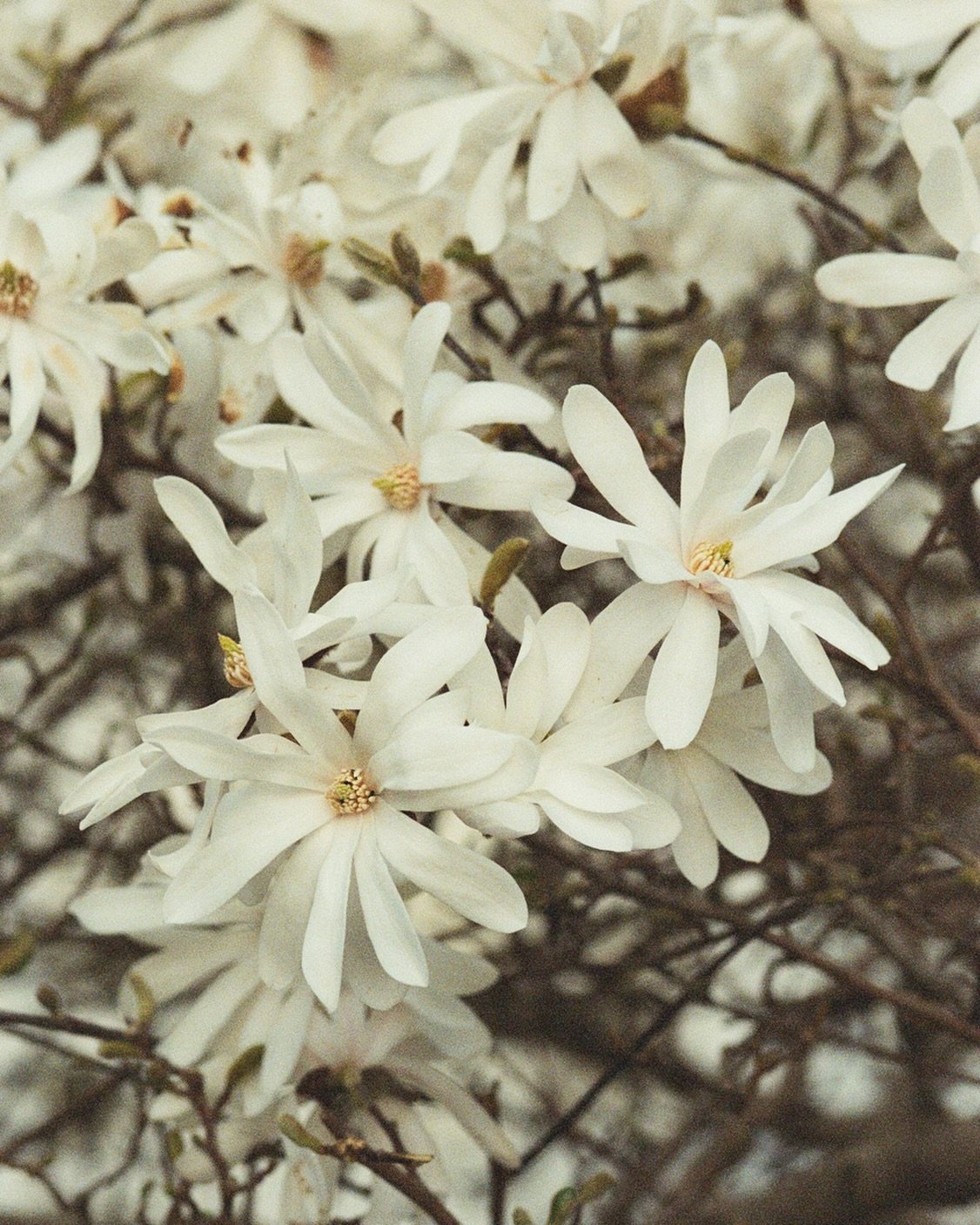Throwback to a few weeks ago: Magnolias on film 🤍

~

#35mm #portra800 #shootfilm #expiredfilm #analog #magnolias