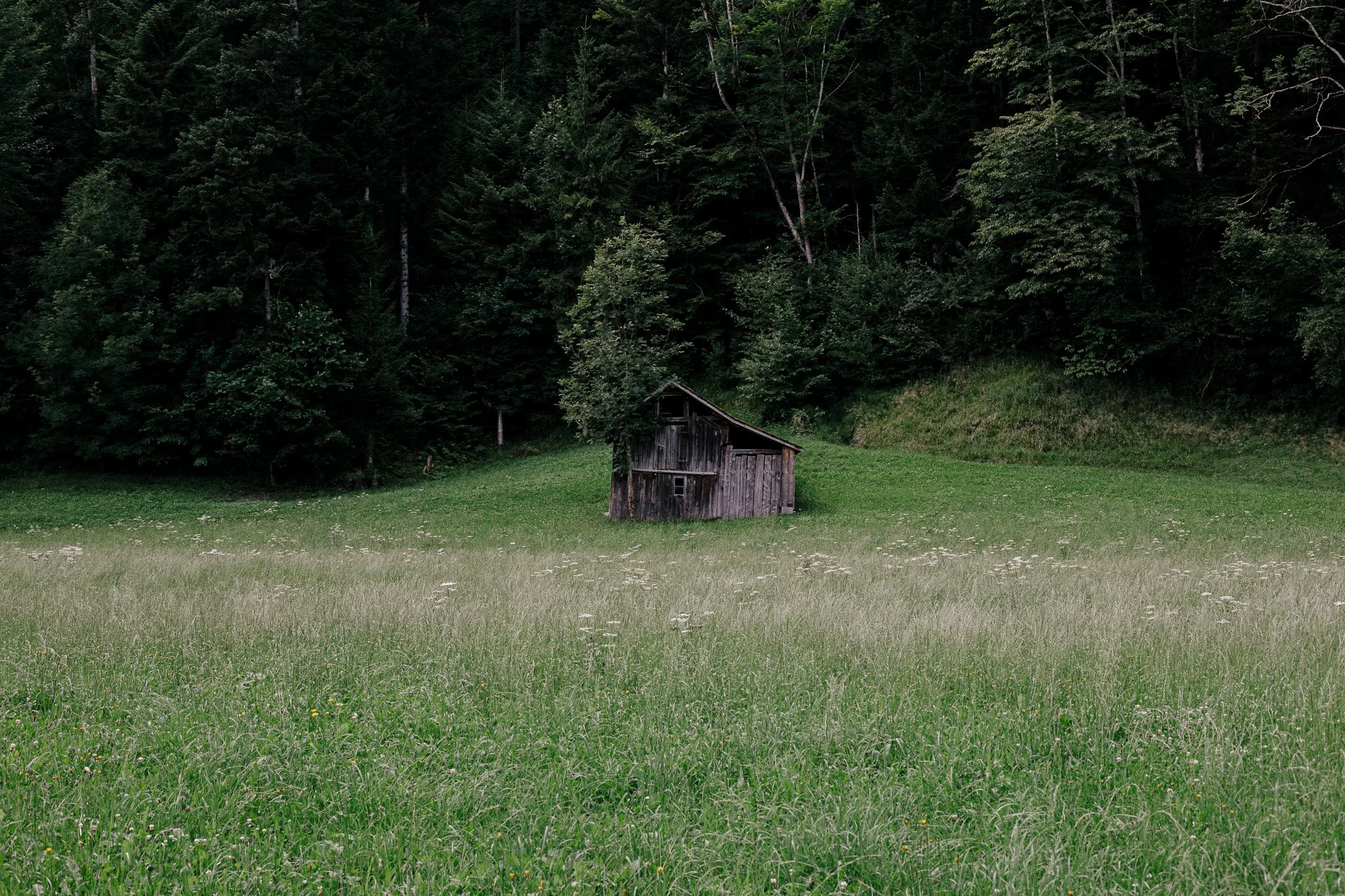Old shed in a lush meadow in Bregenzerwald