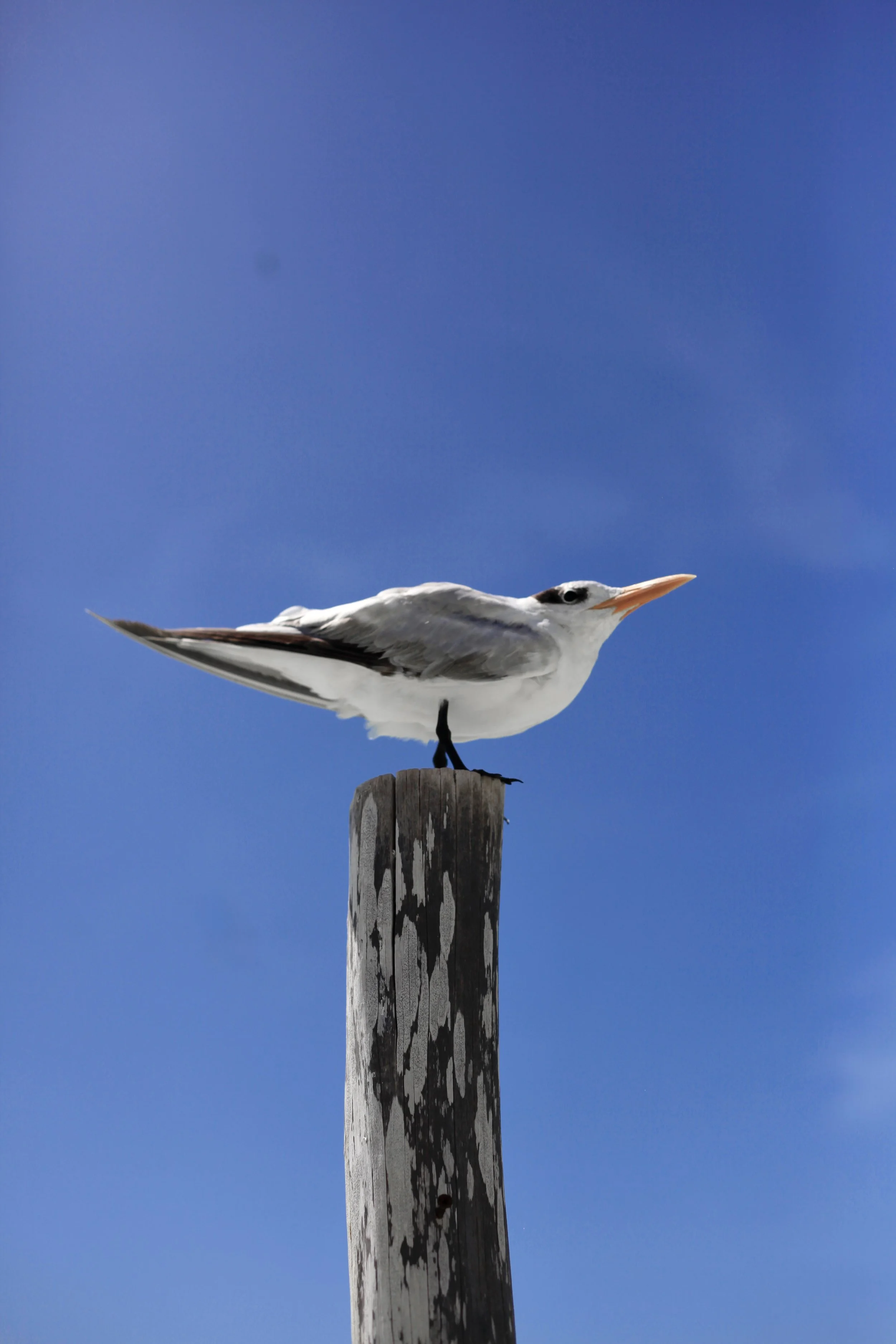 66FB1190-4D5C-4C88-AAFA-6F0EDA061630_1_201_a.jpeg