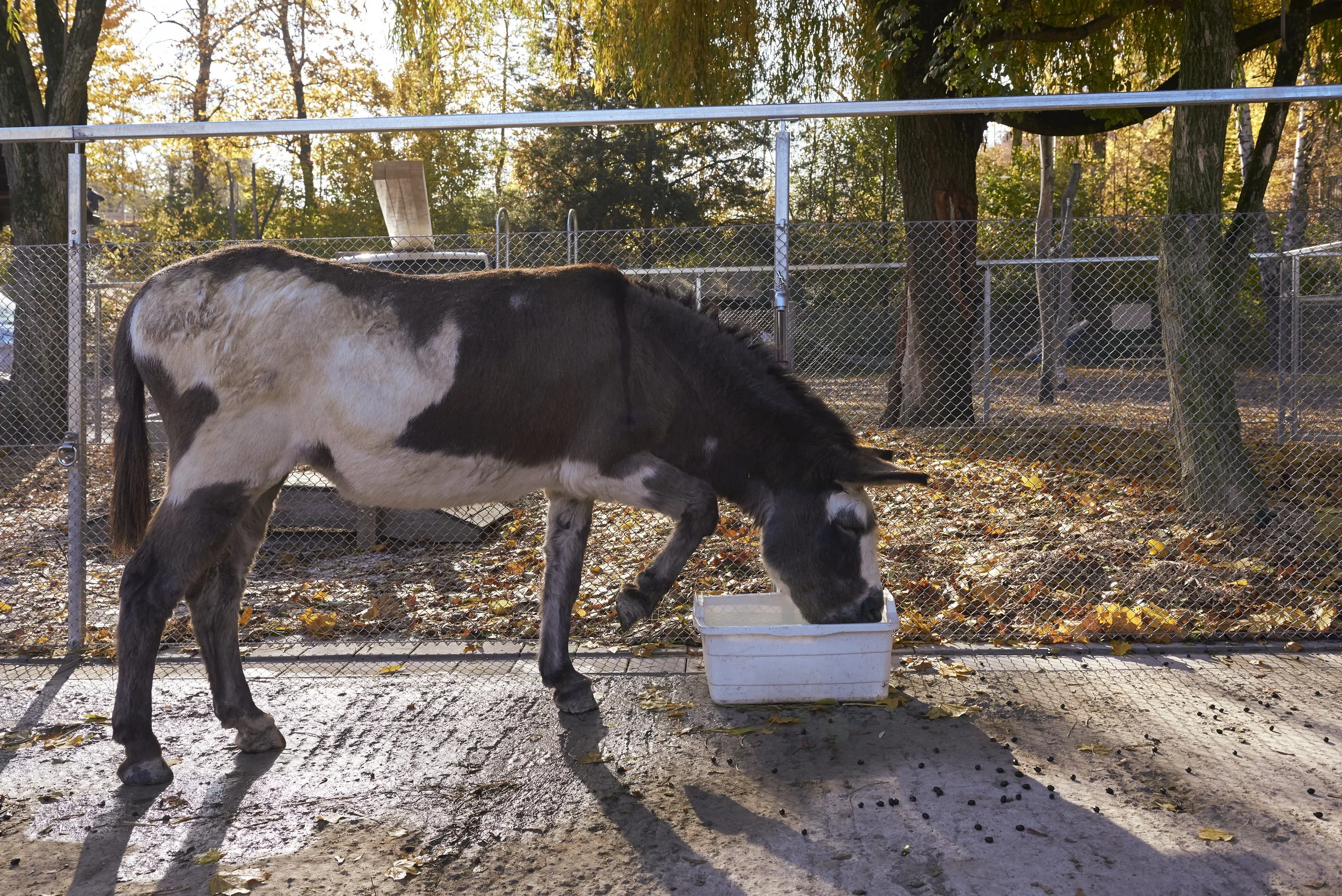 Zaun-diagonalgeflecht_5041 1.jpg