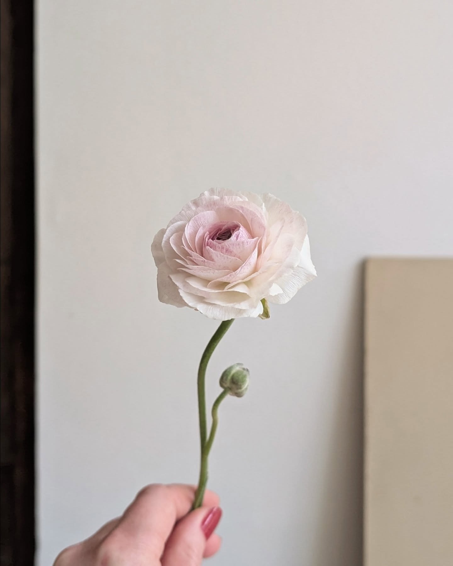 All the pretty in a sunlit studio today.

#prettiestpetals #prettyinpink #appreciationmoments #studioflorist #springdream