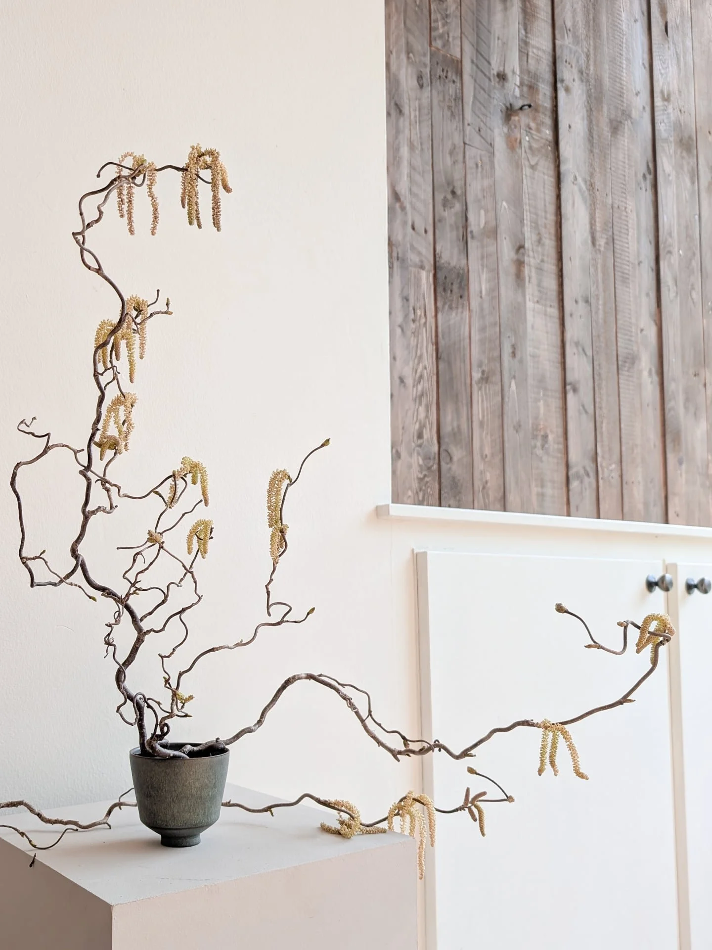 Wiggles. Just because. End of. 

Corylus avellana 'Contorta' from @amaranthus_flowers 
Bowl by @borjamoronta 

Twisted hazel | catkins | early spring pollinator | floral lines | modern ceramics