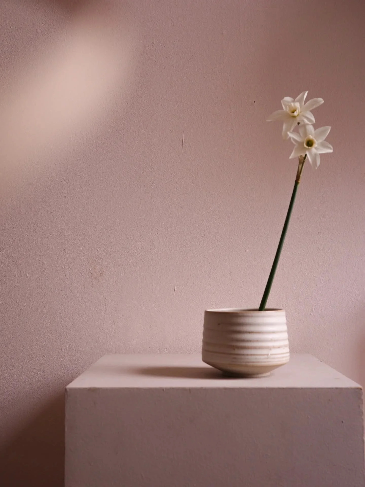 A daffodil that has my whole heart. Polar Hunter. This is the very last one to be cut from my garden this year. But there's always next year to look forward to. See you then friends 

Bowl by @aku.ceramics 

Daffodil &bull; Polar Hunter &bull; Simple