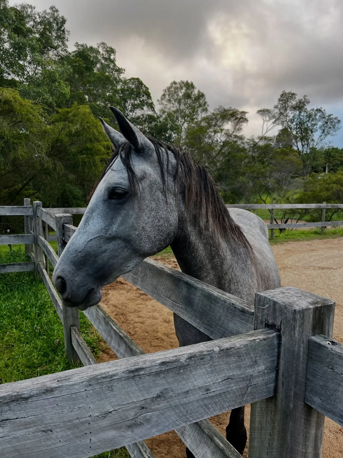 It&rsquo;s been one week since I landed back in the northern rivers and enjoyed most of the best parts as we slowly transition into my favourite season 🍂 Spent time with the @equus_experiencing herd at @quinikadavis @clairedickens tea ceremony, popp