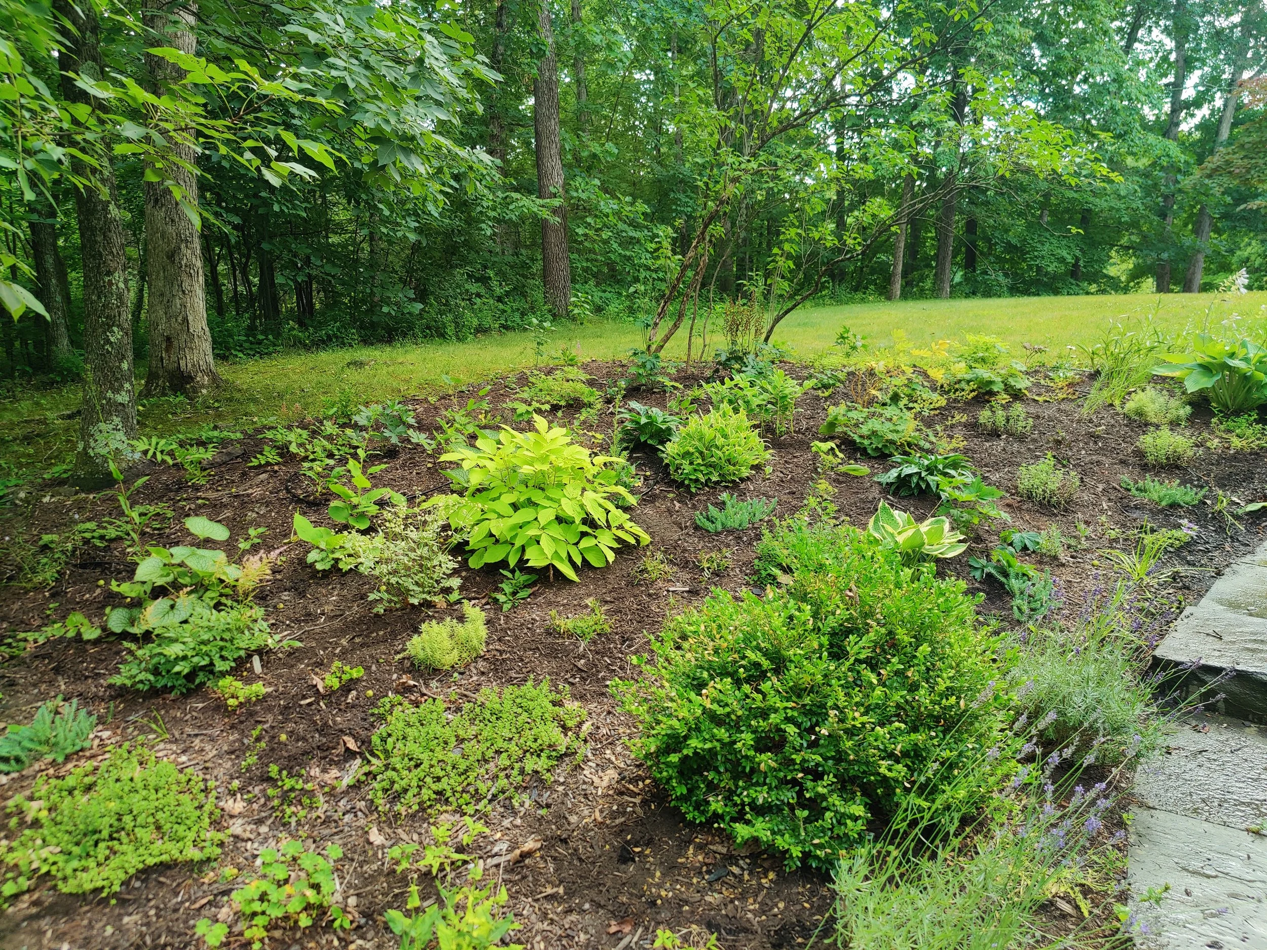 A garden with a variety of green plants and trees, bordered by a stone path on the right side.