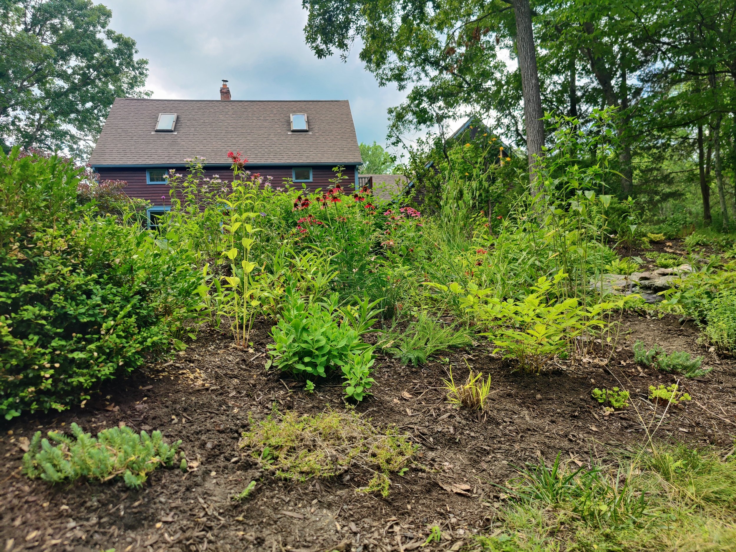 A garden with various green plants and flowers in front of a house with a steep roof and two skylights.