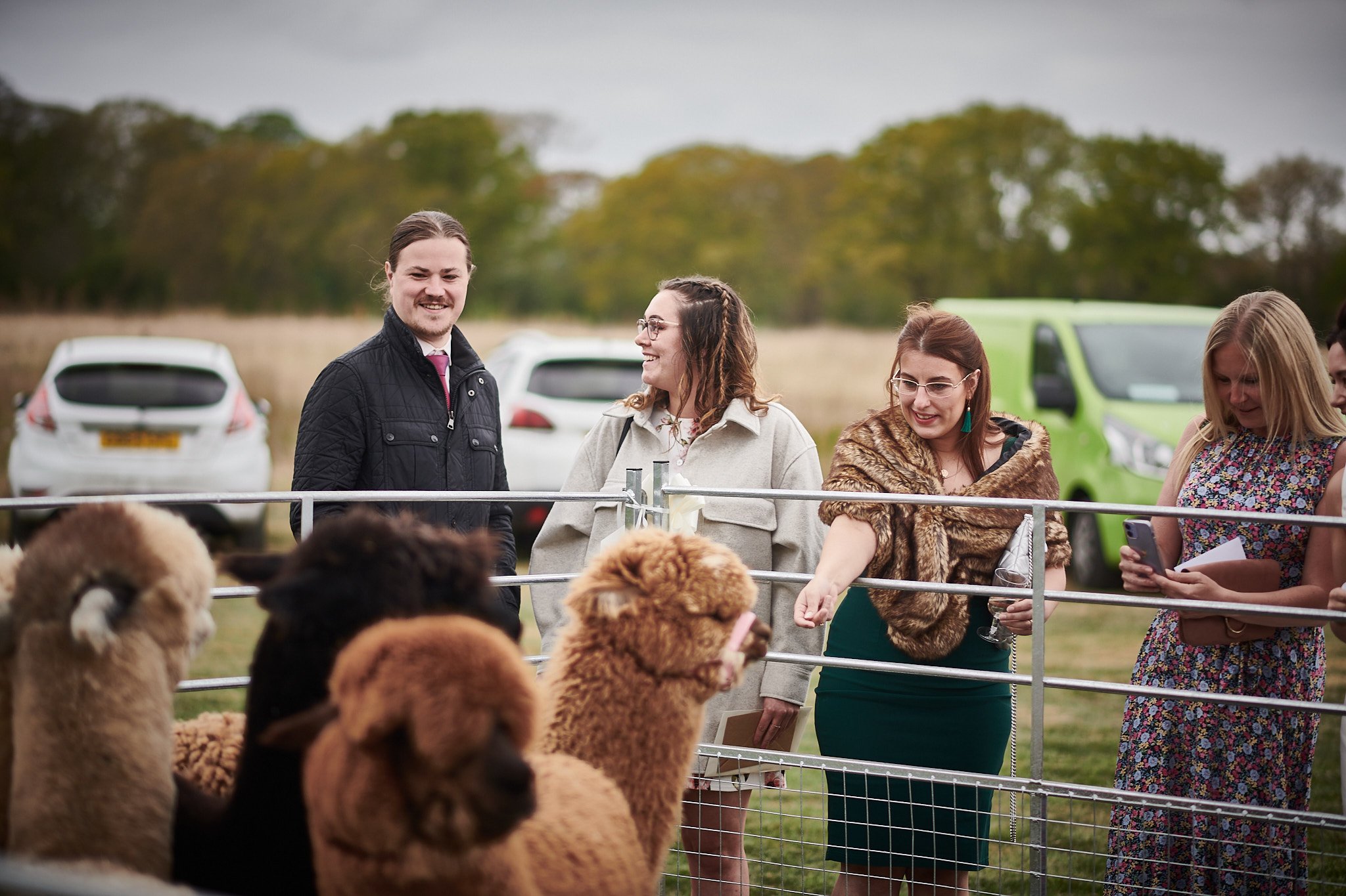 Group of people at a petting zoo, feeding and looking at alpacas