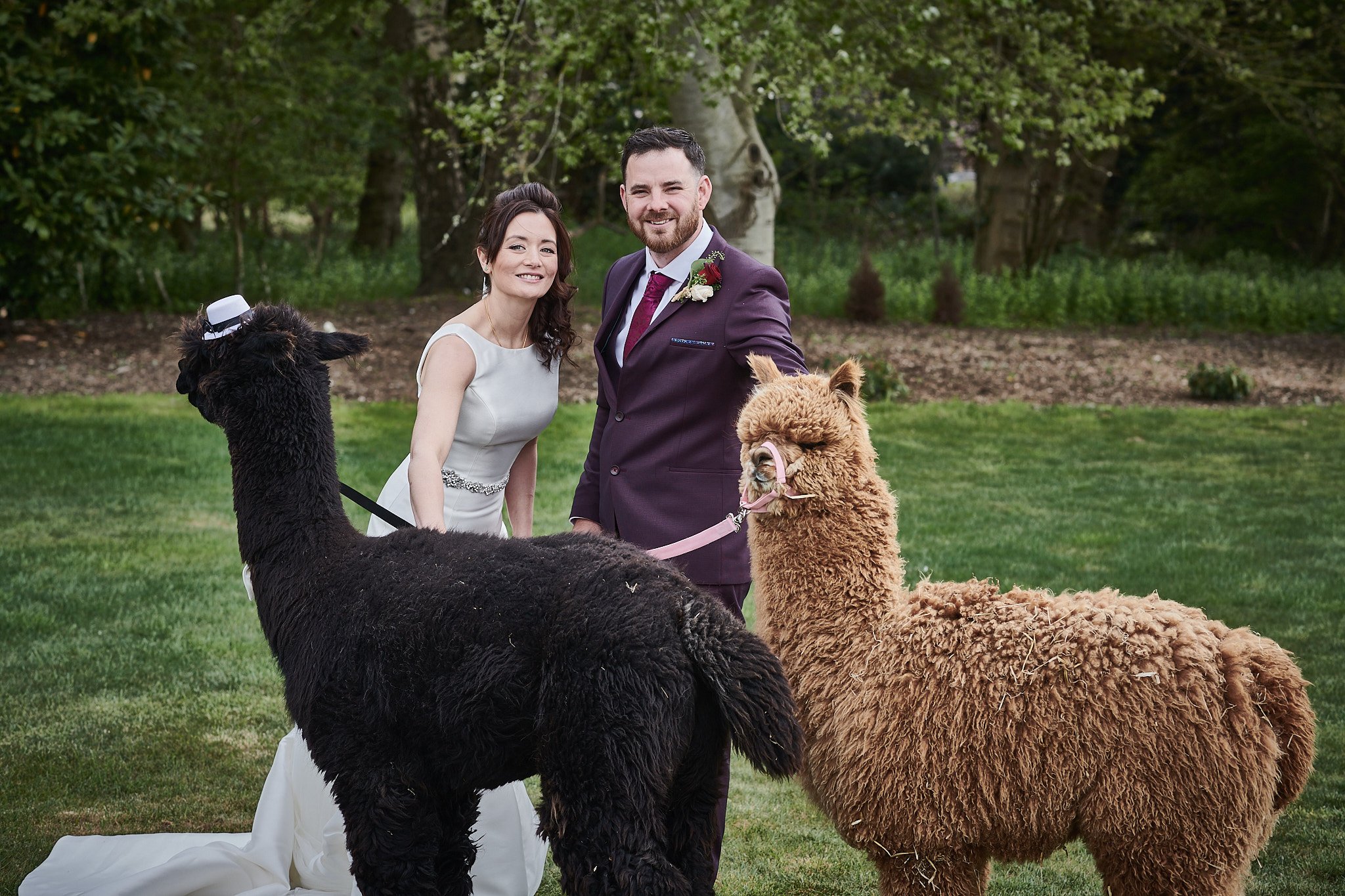 A bride and groom standing outdoors on a wedding day, smiling, with two alpacas standing in front of them. The bride is wearing a white wedding dress, and the groom is in a dark suit with a boutonniere. The alpacas have colorful harnesses, one black 
