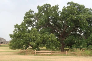 PLANTS — Oklahoma Native Plant Network