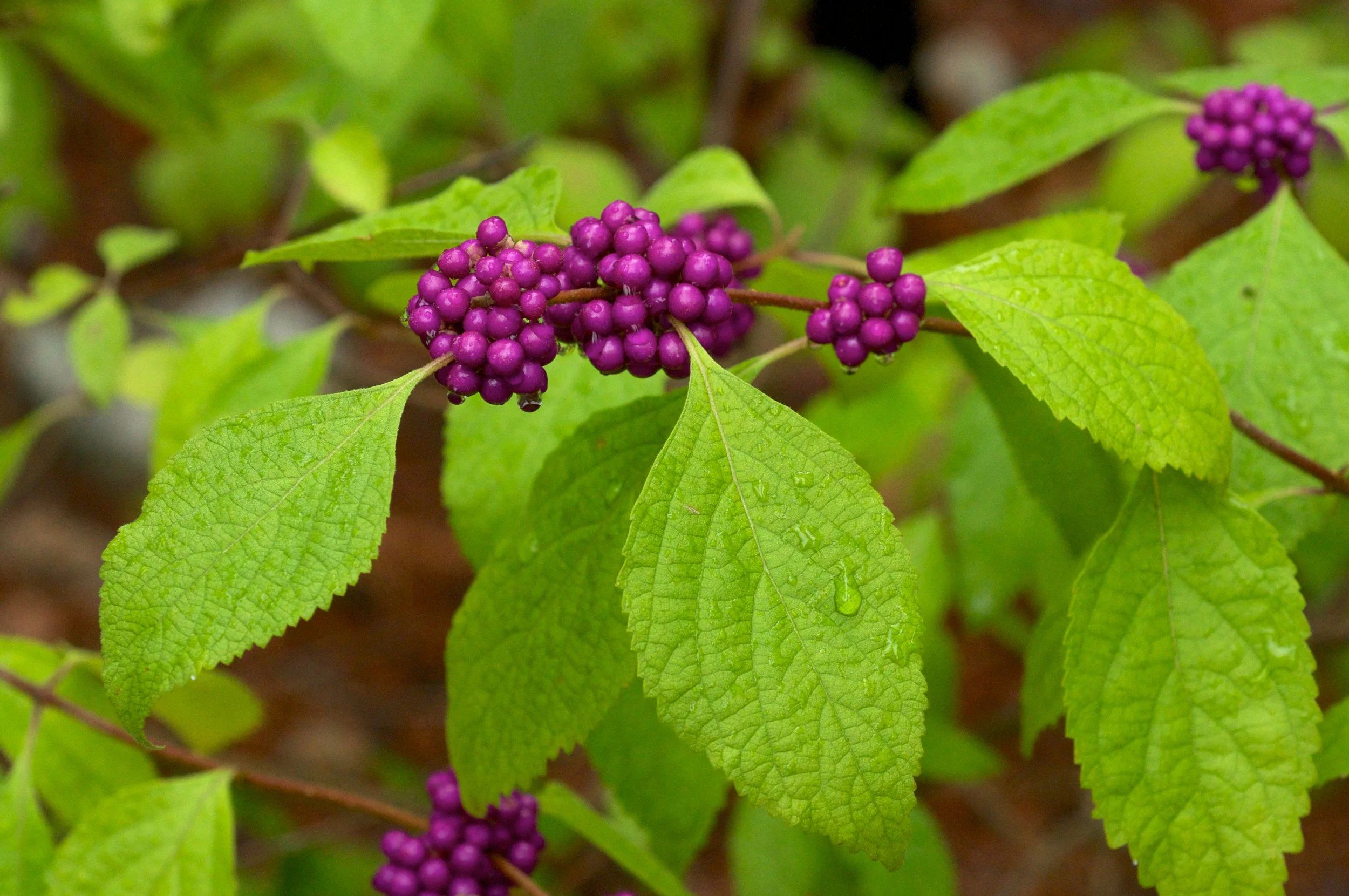 Callicarpa_americana.jpg