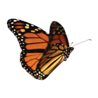 Monarchs in the Park