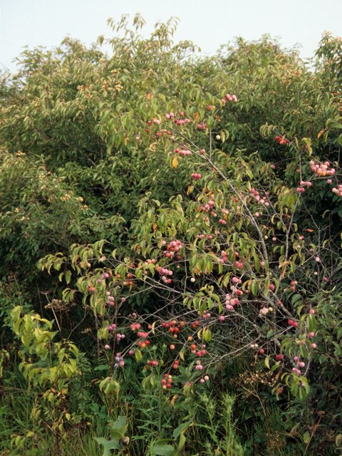 PLANTS — Oklahoma Native Plant Network