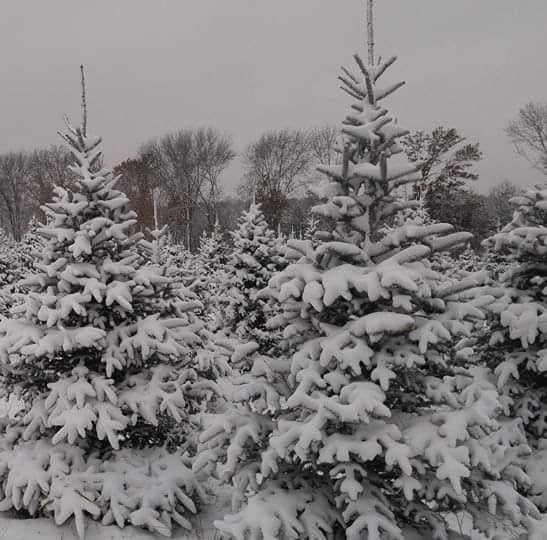 VanErt_SnowyChristmasTrees.jpeg