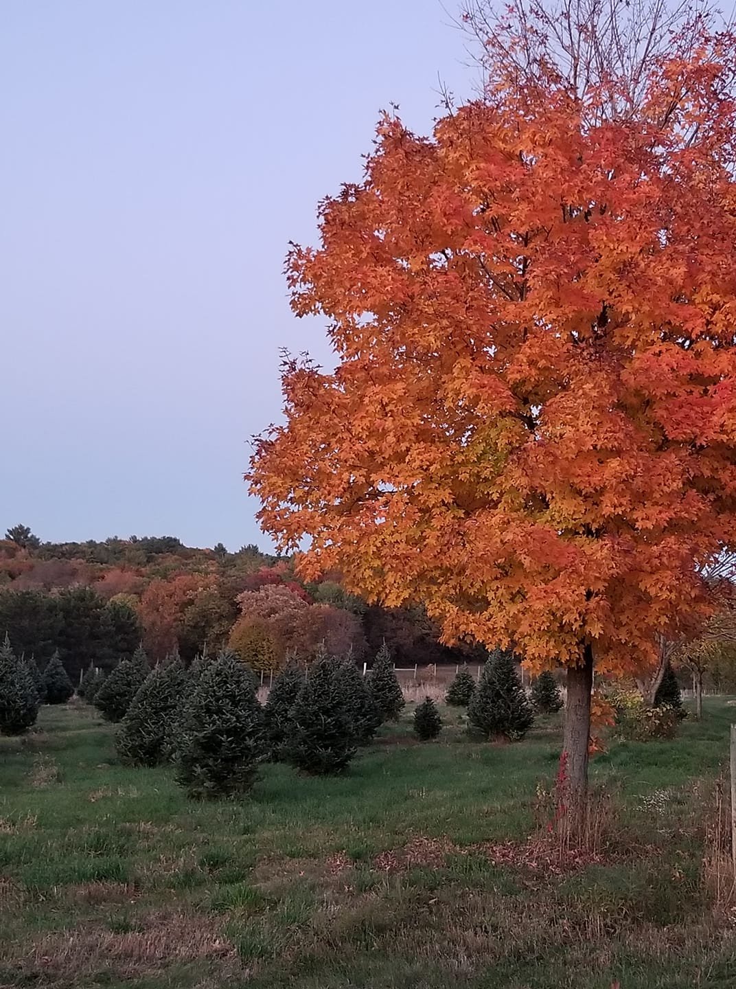 VanErt_Christmas_Tree_Yard.jpg