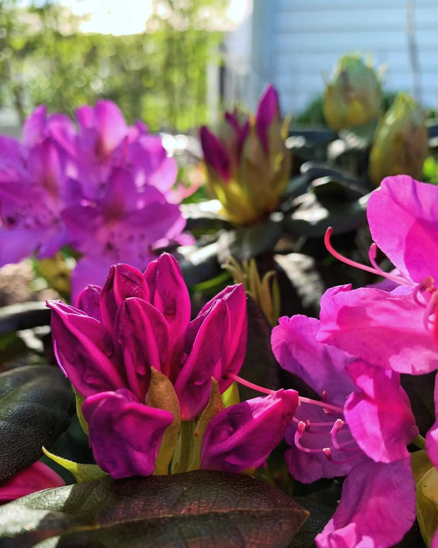 We bloom where we grow.