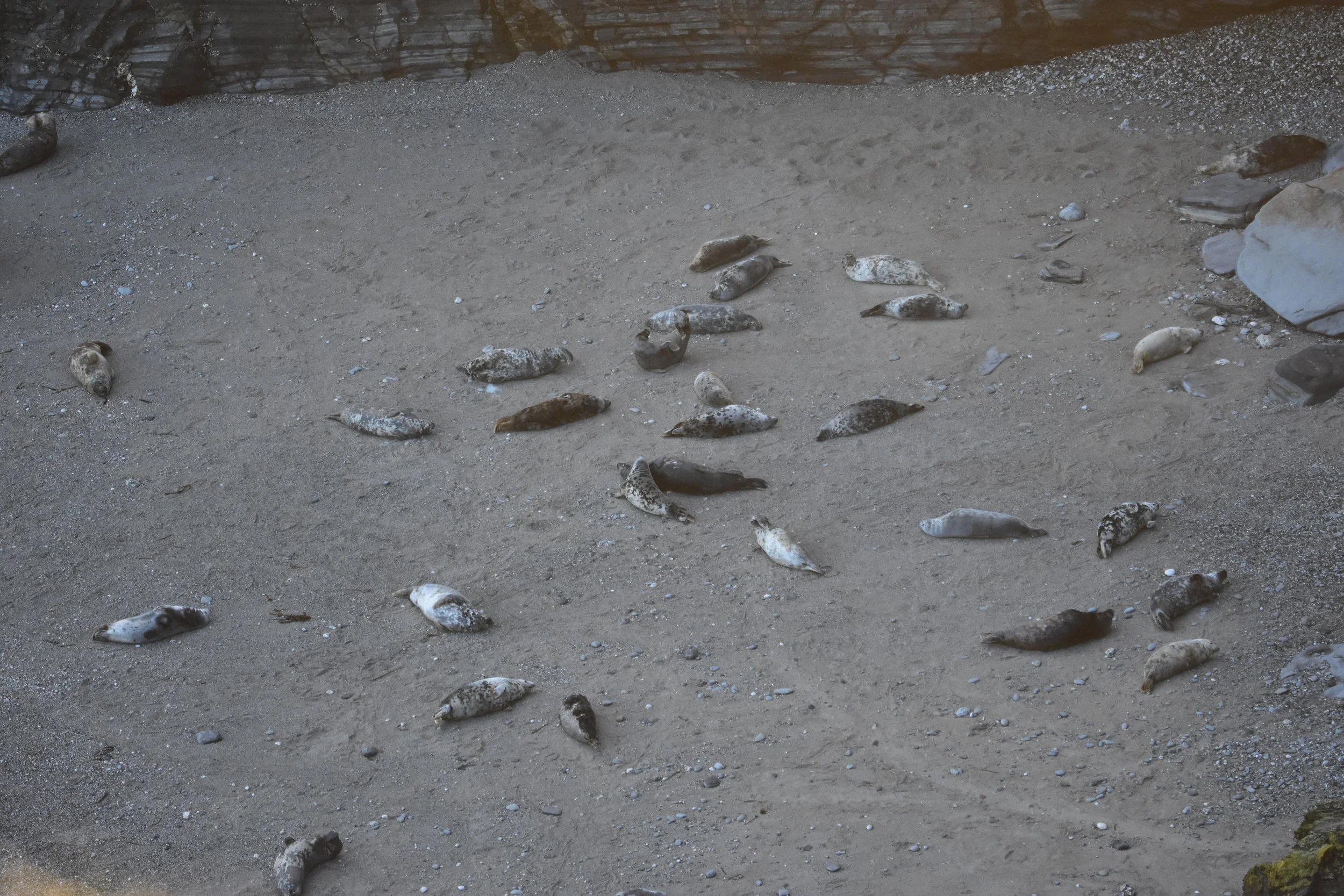 Seals at Mutton Cove