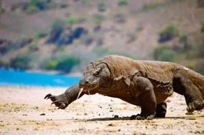 Komodo Dragon!.jpeg