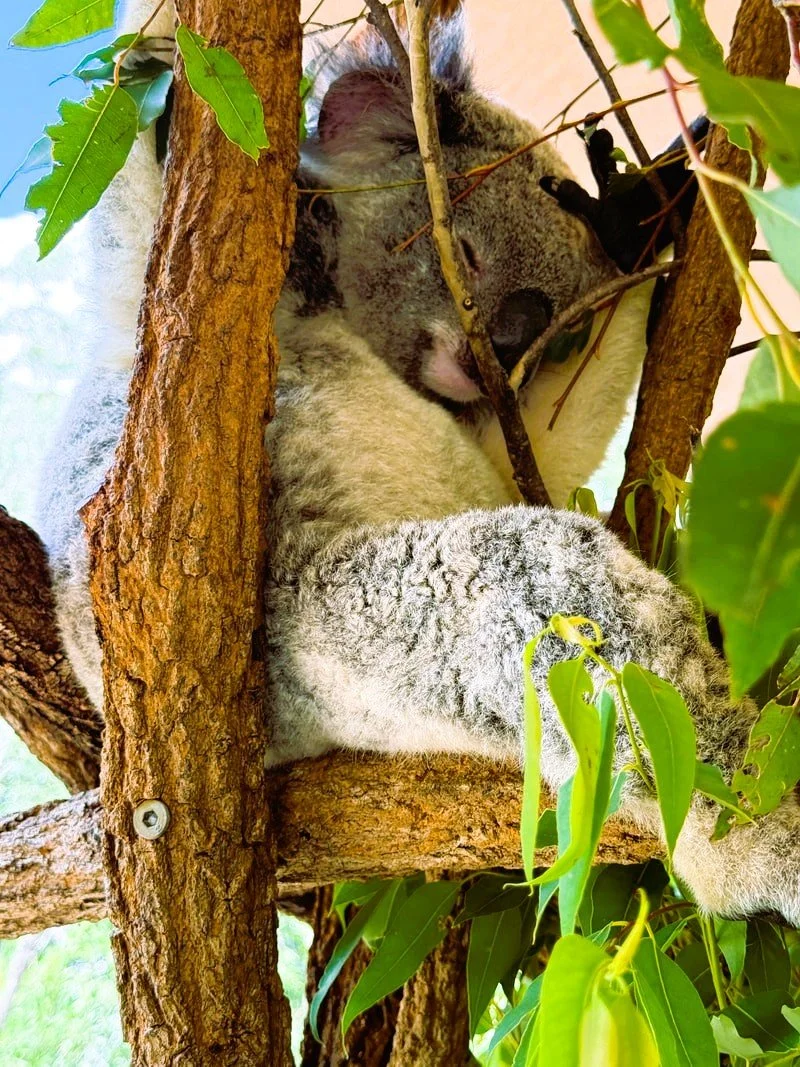 Koala!.jpg