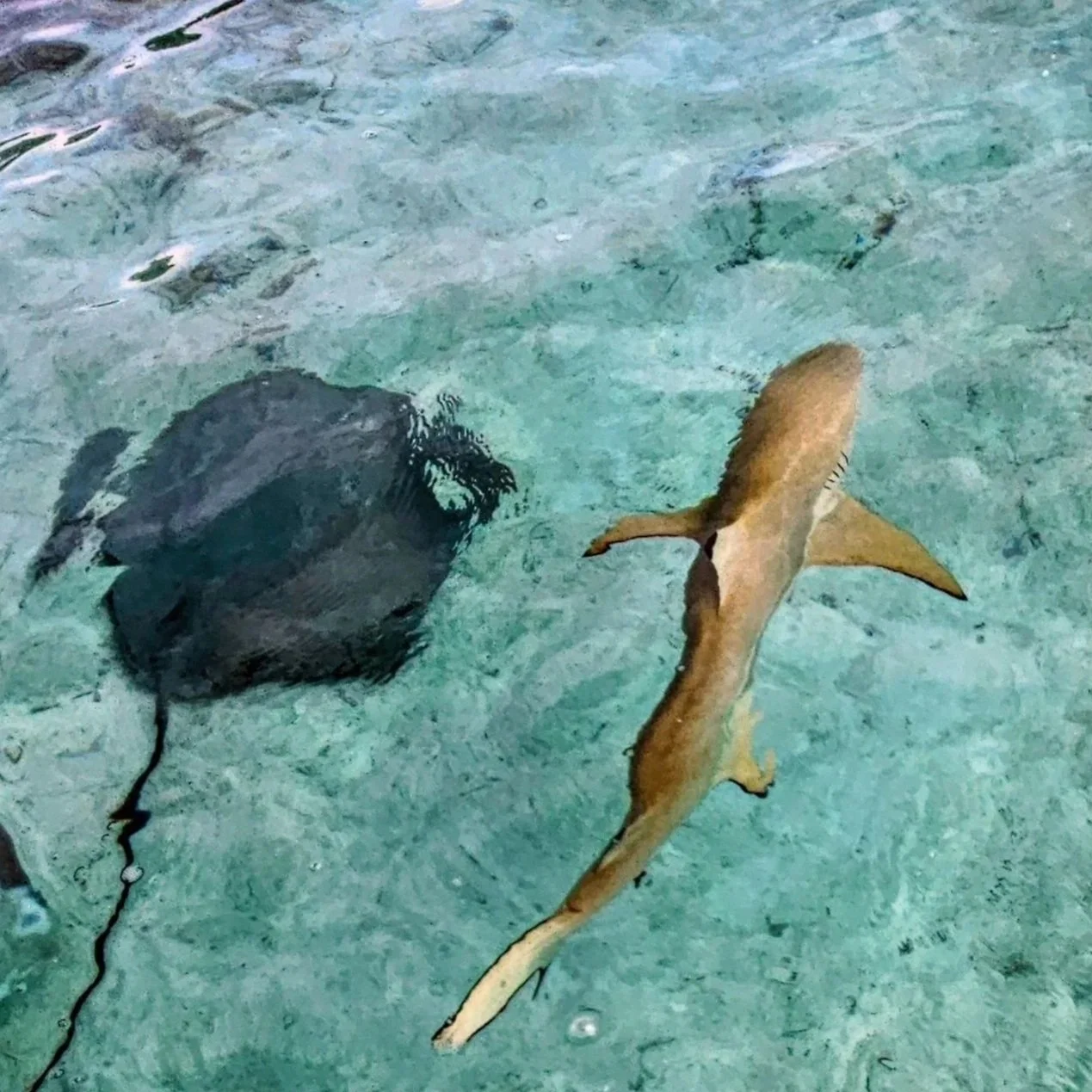 Black-tipped%2Breef%2Bsharks%2Band%2Bmanta%2Brays.jpg