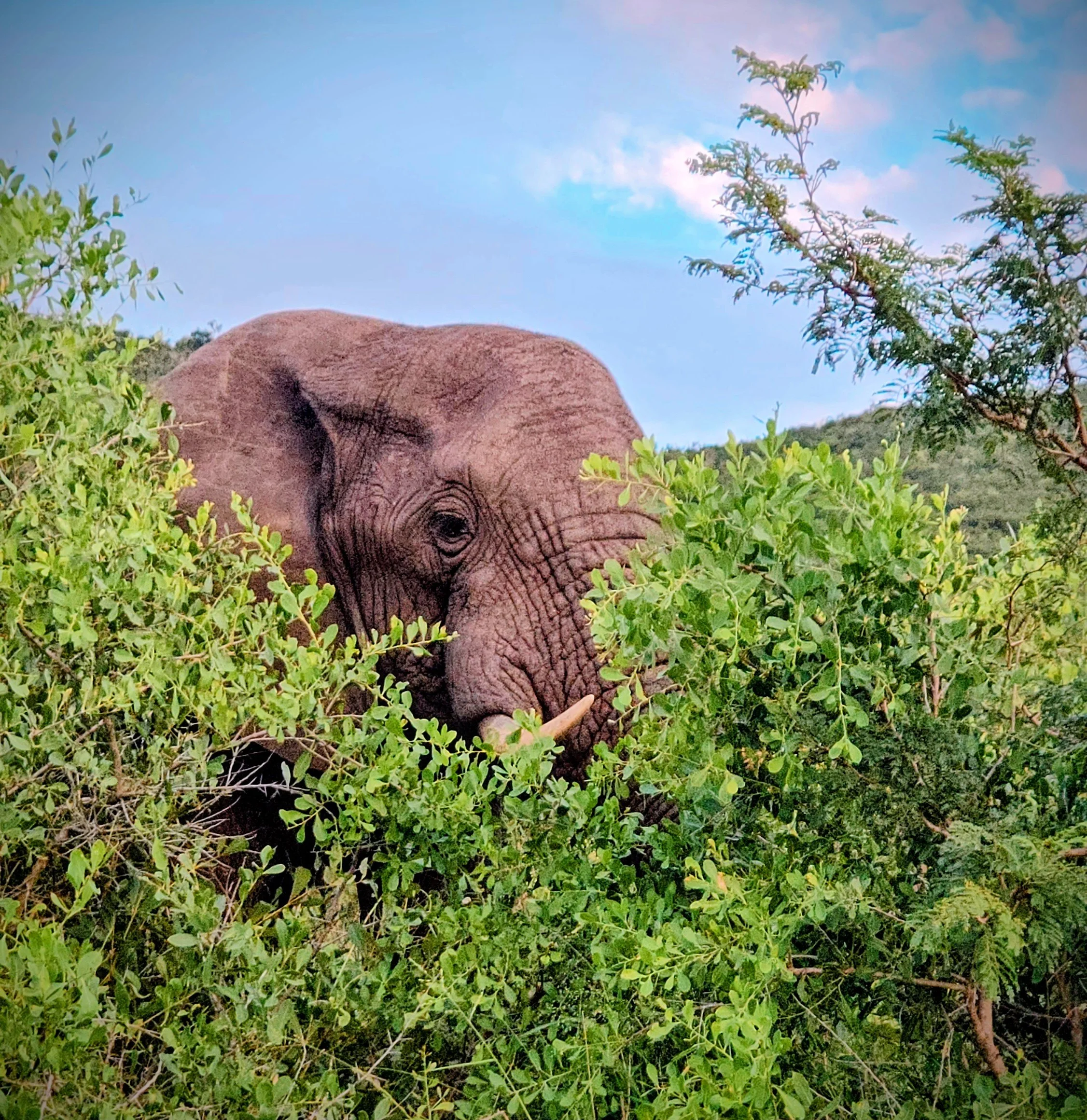 Elephant!.jpg